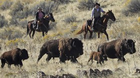 FOTO: Tradisi Tahunan Pengumpulan Bison di Utah