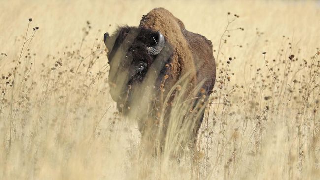 Patung purba menyerupai bison diperkirakan berusia 15 ribu tahun ditemukan di dalam sebuah gua di wilayah barat daya Prancis.