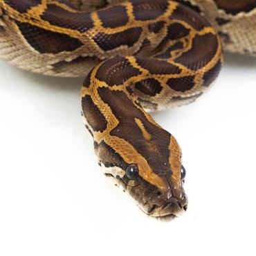 Viral Aksi Heroik Suami Selamatkan Istri dari Lilitan Ular Piton di Aceh