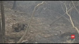 VIDEO: Ratusan Koala Tewas Terjebak Kebakaran Hutan