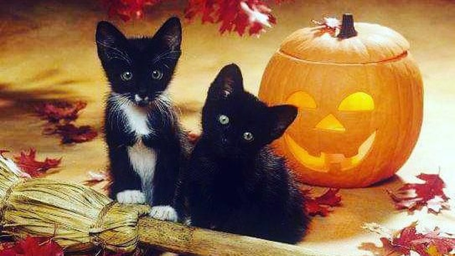 Simak tiga fakta unik dan aneh tentang Halloween. 