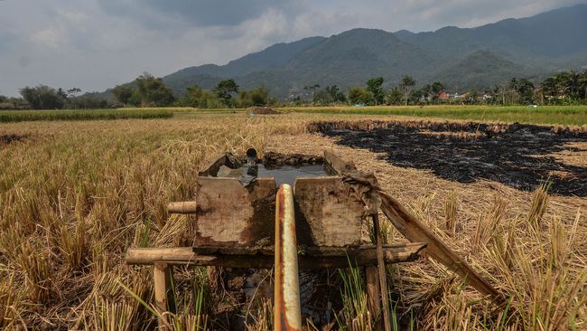 Produktivitas Pertanian Ri Menurun Sejak 2011