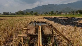 Produktivitas Pertanian RI Menurun Sejak 2011