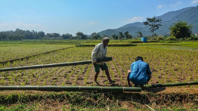 Presiden Jokowi menugaskan Mentah Syahrul dan Menteri ATR Sofyan untuk memperbaiki data luas sawah.