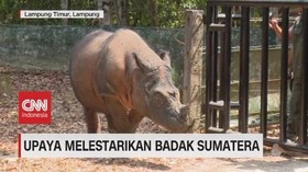 VIDEO: Upaya Melestarikan Badak Sumatera yang Terancam Punah