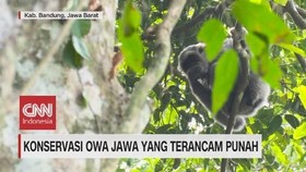 VIDEO: Konservasi Owa Jawa yang Terancam Punah