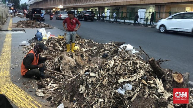Pemprov DKI menebang sejumlah pohon tua di trotoar kawasan Cikini dengan alasan keropos dan rapuh serta mengancam keselamatan pejalan kaki.