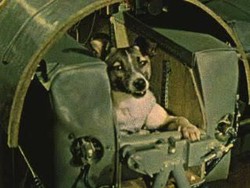 Hewan yang Pernah Jadi Astronaut, dari Anjing hingga Tokek