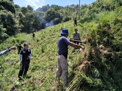 BNN Musnahkan Ladang Ganja, Diubah Jadi Lahan Pertanian Produktif