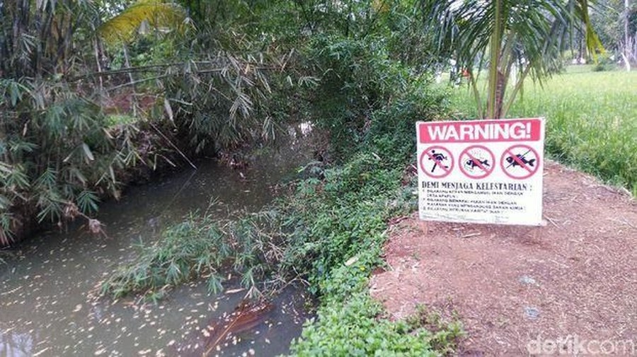 Viral! Ikan Besar Misterius di Ciamis Bikin Heboh Ikan besar misterius di Ciamis, Jawa Barat menjadi perhatian publik. Sungai itu pun akhirnya menjadi tempat rekreasi dadakan.