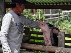 Heboh Anggaran Babi Rp 9 Juta/Ekor di DPR