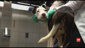 VIDEO: Seekor Anjing di AS Dibuang Nyaris Mati Kedinginan