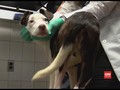 VIDEO: Seekor Anjing di AS Dibuang Nyaris Mati Kedinginan
