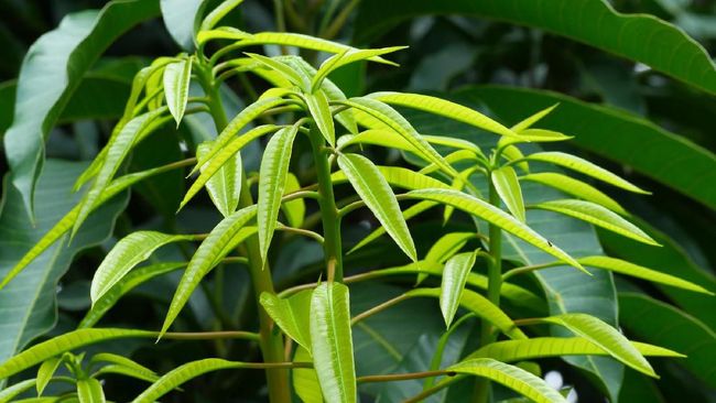 Daun menyirip adalah tulang daun yang susunannya berbentuk seperti sirip-sirip ikan dan terlihat rapi. Simak contoh daun menyirip.