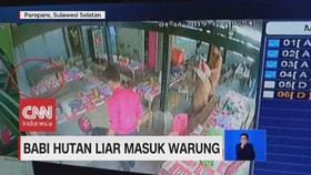 VIDEO: Babi Hutan Masuk Warung, Paus Biru Terdampar