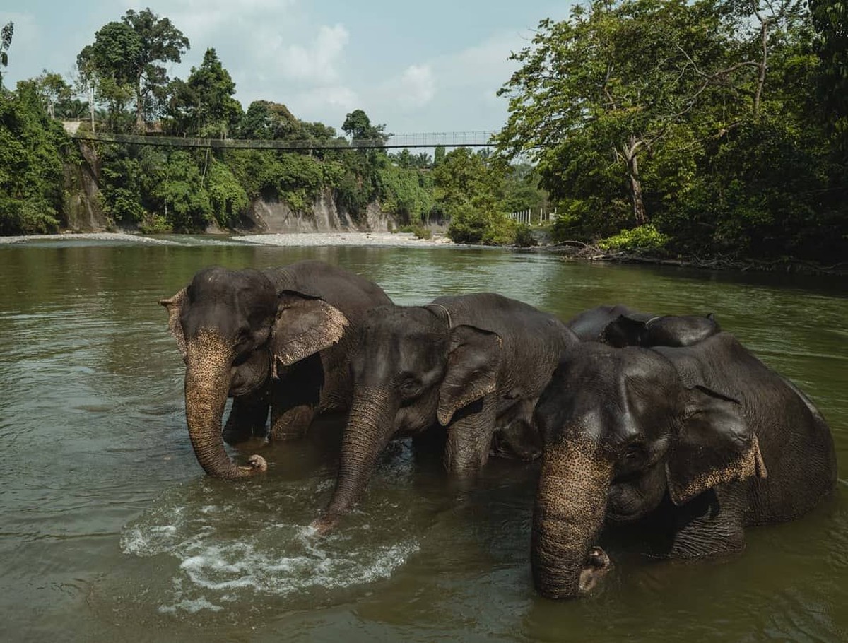 Mengintip penginapan cantik milik Nicholas Saputra di Tangkahan&comma; Sumatera Utara&period;