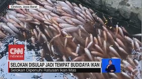 VIDEO: Selokan Disulap Jadi Tempat Budidaya Ikan