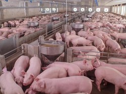 Makanan Haram Tak Hanya Ada dalam Islam, Tapi Juga di Agama Ini