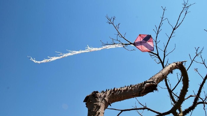 Pipa presa em Ã¡rvore retorcida sob cÃ©u azul