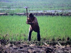 Kisah Mahasiswa IPB KKN 15 Tahun hingga Dapat Gelar Insinyur Kehormatan
