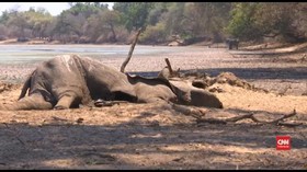 VIDEO: Kekeringan Afrika Selatan, Satwa Liar Terancam Mati