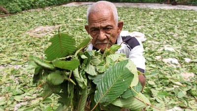Daun kratom atau Mitragyna Speciosa memberikan efek negatif pada penggunanya jika melebihi dosis yang ditentukan.