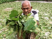 Gubernur Kalbar Klaim Kratom Bisa untuk Terapi Pecandu Narkoba