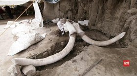 VIDEO: Fosil Mammoth Terbesar Ditemukan di Meksiko