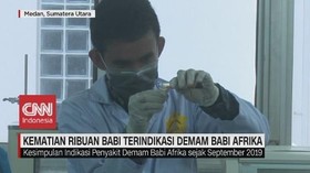 VIDEO: Kematian Ribuan Babi Terindikasi Demam Babi Afrika