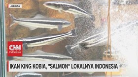 VIDEO: Ikan King Kobia, 'Salmon' Lokalnya Indonesia