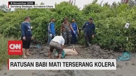 VIDEO: Ratusan Babi di Sumut Mati Terserang Kolera