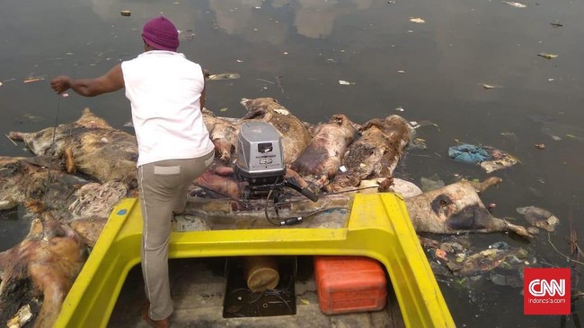 Kapolda Sumut Irjen Agus Andrianto akan memproses peternak yang terindikasi membuang bangkai babi yang terinfeksi hog cholera sembarangan.