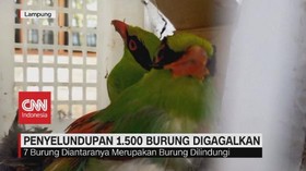 VIDEO: Penyelundupan 1500 Burung Digagalkan