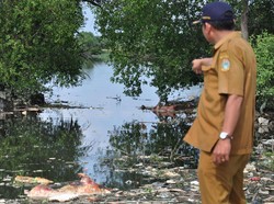 DPRD Sumut Nilai Ada Pihak Mau Adu Domba soal Polemik Pemusnahan Babi