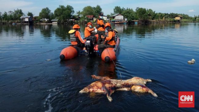 Sekitar 100 bangkai babi yang berhasil diangkut mendadak tersapu air pasang dan membawanya kembali masuk Danau Siombak, Medan.