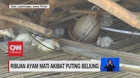 VIDEO: Ribuan Ayam Mati Akibat Puting Beliung
