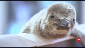 VIDEO: Bayi Penguin Humboldt Menetas di Republik Ceko