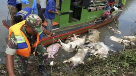 FOTO: Bangkai Babi Terpapar Kolera Berserakan di Sumut