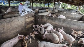 878 Babi Mati di Palembang Akibat Demam Afrika