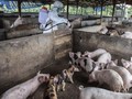 Mentan Isolasi Daerah Terjangkit Virus Kolera Babi