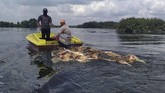 FOTO: Bangkai Babi Terpapar Kolera Berserakan di Sumut Ratusan bangkai babi terpapar virus Hog Cholera berserakan di sungai dan mencemari lingkungan sejumlah wilayah di Sumatera Utara.