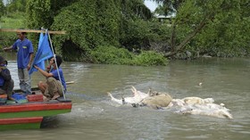 22.985 Babi Mati di Sumut Akibat Kolera