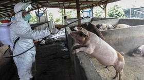 Flu Babi G4 Virus Baru, Infeksi 4,4 Persen Warga China