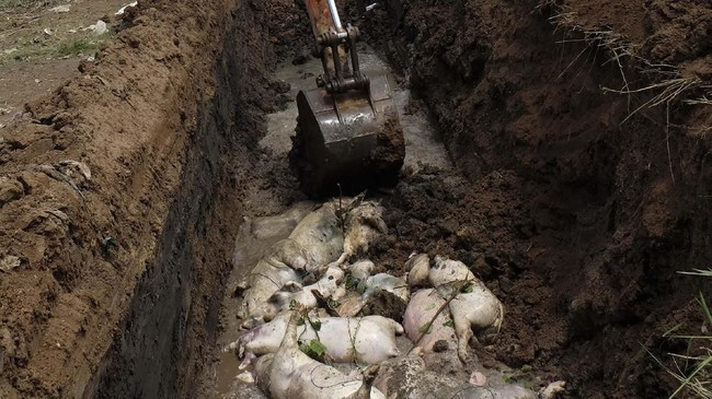 Dinas Pertanian dan Ketahanan Pangan telah selesai melakukan uji laboratorium. Hasilnya, kasus kematian babi di Bali sama dengan di Sumatera Utara.