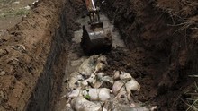 878 Babi di Palembang Mati Misterius, Penyebab Diselidiki