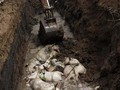 878 Babi di Palembang Mati Misterius, Penyebab Diselidiki