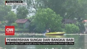 VIDEO: Pembersihan Sungai dari Ratusan Bangkai Babi
