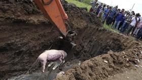 61 Peternak Sumut Diduga Buang Ratusan Bangkai Babi ke Sungai