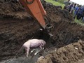 61 Peternak Sumut Diduga Buang Ratusan Bangkai Babi ke Sungai