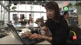 VIDEO: Jepang Izinkan Karyawan Bawa Peliharaan ke Kantor